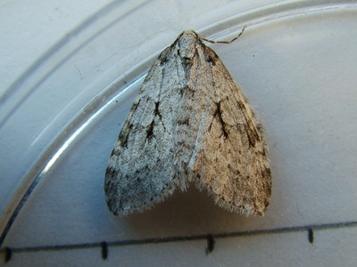 Autumnal Moth